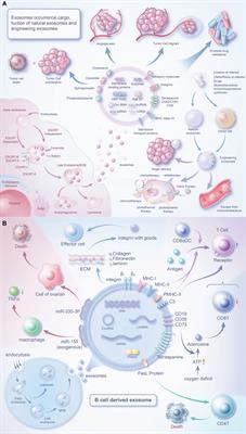 Revolutionizing anti-tumor therapy: unleashing the potential of B cell-derived exosomes